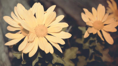 calendula flowers